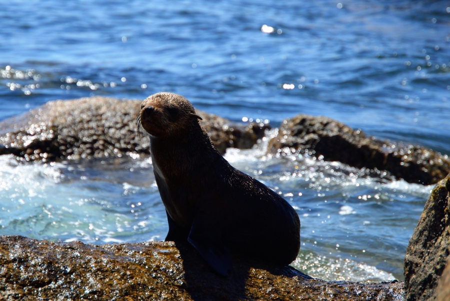 0 Bedroom Property for Sale in Britannica Heights Western Cape